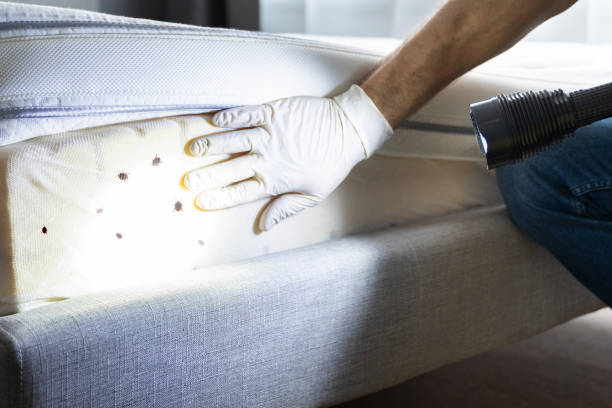 Best Pest Prevention Services  in Radisson, NY
